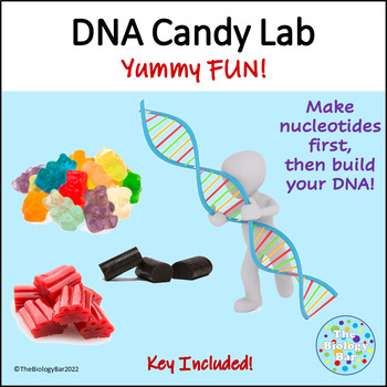 Preview of DNA Candy Model Built From Nucleotides Up