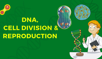 Preview of DNA, Cell Division, & Reproduction Bundle