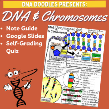 Preview of DNA & Chromosomes Doodle Notes