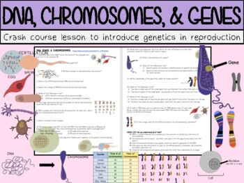 Preview of DNA, Chromosomes, & Genes
