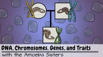 DNA, Chromosomes, Genes, & Traits: Intro to Heredity Recap ...