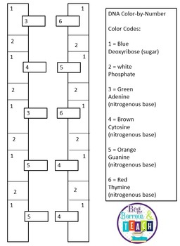 DNA Color-by-Number by Beg Borrow and Teach | Teachers Pay Teachers