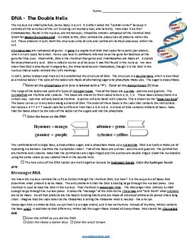DNA Coloring (KEY) by Biologycorner | TPT