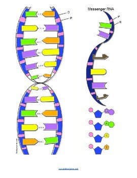 DNA Coloring (KEY) by Biologycorner TPT