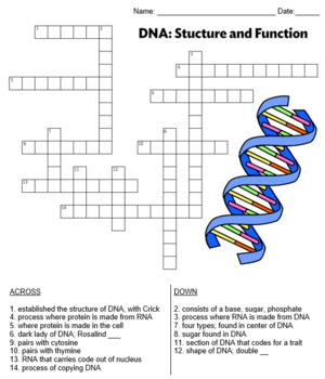 DNA Crossword with KEY by Biologycorner TPT