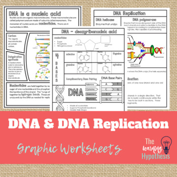 Preview of DNA Structure & DNA Replication Worksheets.  Graphic Notes.  Digital & Print.