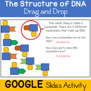 Preview of DNA Drag and Drop: A Digital Activity for Distance Learning