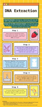 Preview of DNA Extraction Activity with Questions