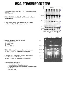 DNA Fingerprinting Analysis using STR worksheet by ...