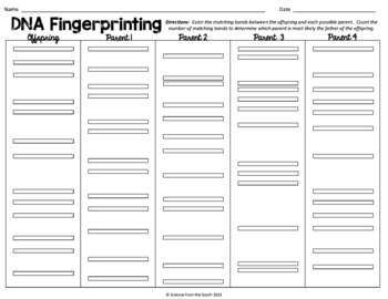 DNA Fingerprinting Coloring Worksheet for Interactive ...