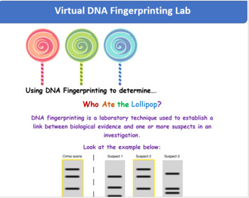 Preview of DNA Fingerprinting Virtual Lab