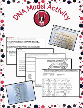 Preview of DNA Model Activity  (Base-Pairs for DNA Review)