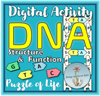 Preview of Digital DNA Model - Lab Activity with Structure and Function DNA WebQuest