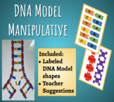 DNA Model Manipulative