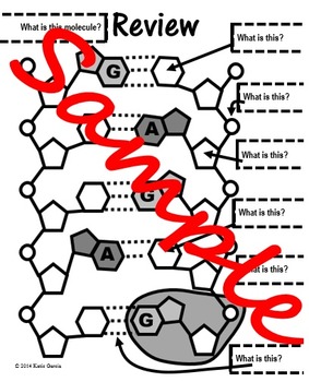 DNA Molecule Review Foldable by Mrs G Classroom | TpT