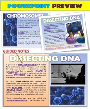 Preview of DNA, Mutations, Protein Synthesis & Genetic Disorders: Interactive PowerPoint