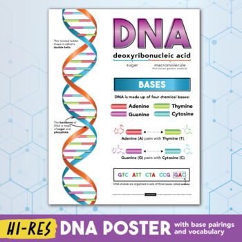 Preview of DNA Poster with Base Pairing Rules and Vocabulary