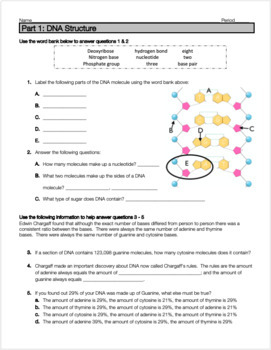 DNA Structure, Function and Replication Practice Worksheet ...