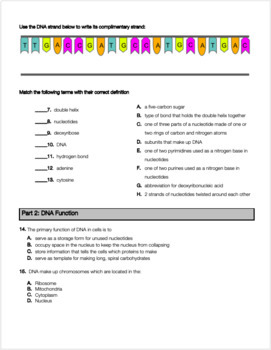 DNA Structure, Function and Replication Review Worksheet | TpT
