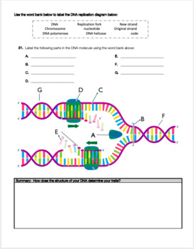 Dna Structure Function And Replication Review Worksheet Tpt