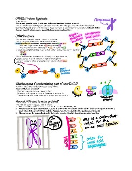Preview of DNA (Structure, Function, Replication) & Protein Synthesis Notes / Study Guide