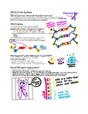 DNA (Structure, Function, Replication) & Protein Synthesis