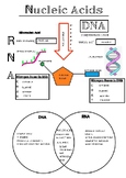 DNA/RNA Doodle Notes