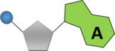 DNA & RNA Nucleotide Base Graphics