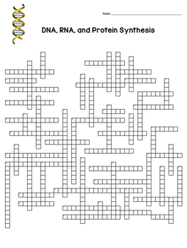 DNA RNA Protein Synthesis Crossword Puzzle by Amy Brown Science