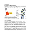 DNA, RNA, Protein Synthesis, & Genetic Mutations SPANISH