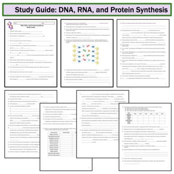 DNA, RNA, Protein Synthesis Worksheet / Study Guide by Amy ...