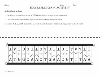 Dna Replication Activity Diagram And Reading For High School Biology