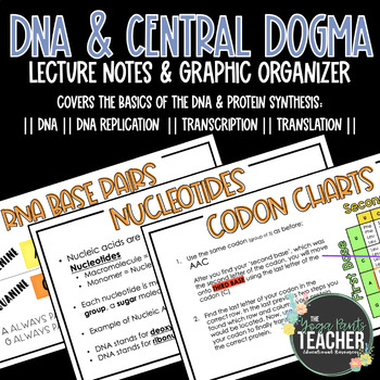 Preview of DNA Replication & Central Dogma Notes and Graphic Organizer (Lecture Series)