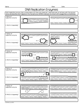 DNA Replication Enzymes Biology Homework Worksheet by Science With Mrs Lau