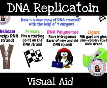 Preview of DNA Replication Enzymes Poster Visual Aid