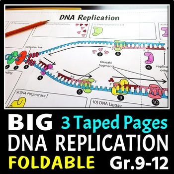 Preview of DNA Replication Foldable - Big Foldable for Interactive Notebooks or Binders