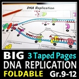 DNA Replication Foldable - Big Foldable for Interactive No