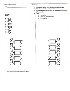 Dna Replication Folding Model W Key By Science Is A Click Away Tpt