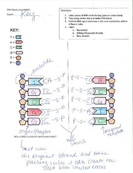 Dna Replication Folding Model W Key By Science Is A Click Away Tpt