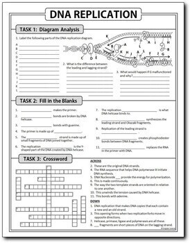 Dna Replication Homework Review Worksheet Test Prep Print Distance Learning