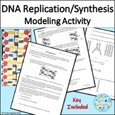 DNA Replication Modeling Activity