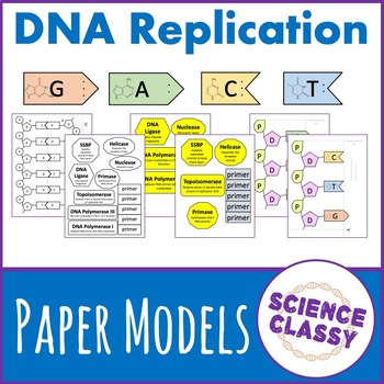 dna replication model project