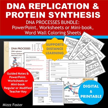 Preview of DNA Replication & Protein Synthesis: PowerPoint, Notes, Word Wall (digital)