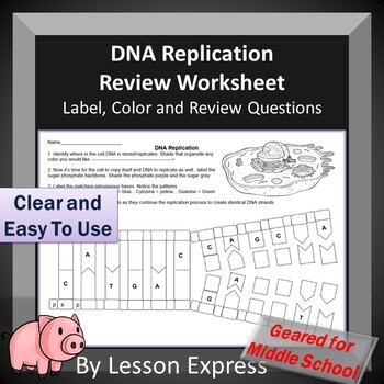 Preview of DNA Replication Review Worksheet
