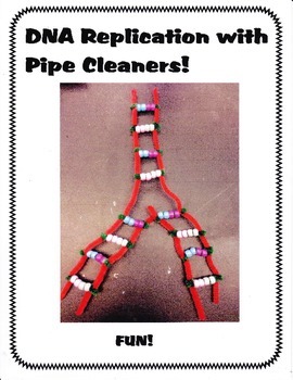 Preview of DNA Replication Simulation using Pipe Cleaners