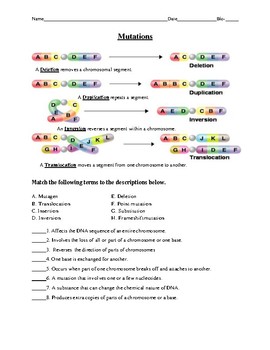 DNA Replication, Transcription, and Translation Practice ...