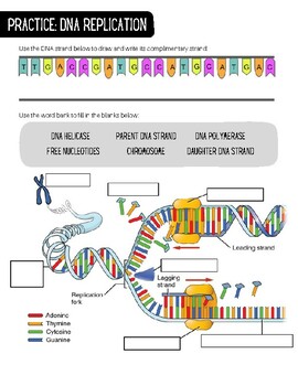 DNA Replication Worksheet by Allison Householder | TPT