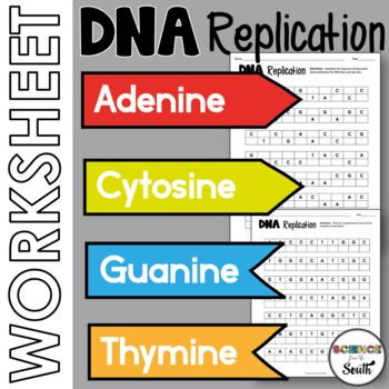 Preview of DNA Replication Activity Base Pairing Worksheet with Differentiation