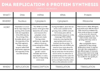 Preview of DNA Replication and Protein Synthesis Graphic Organizer