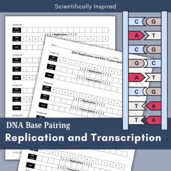 Preview of DNA Replication and Transcription Worksheet Activity Base Pairing | Grades 8-10